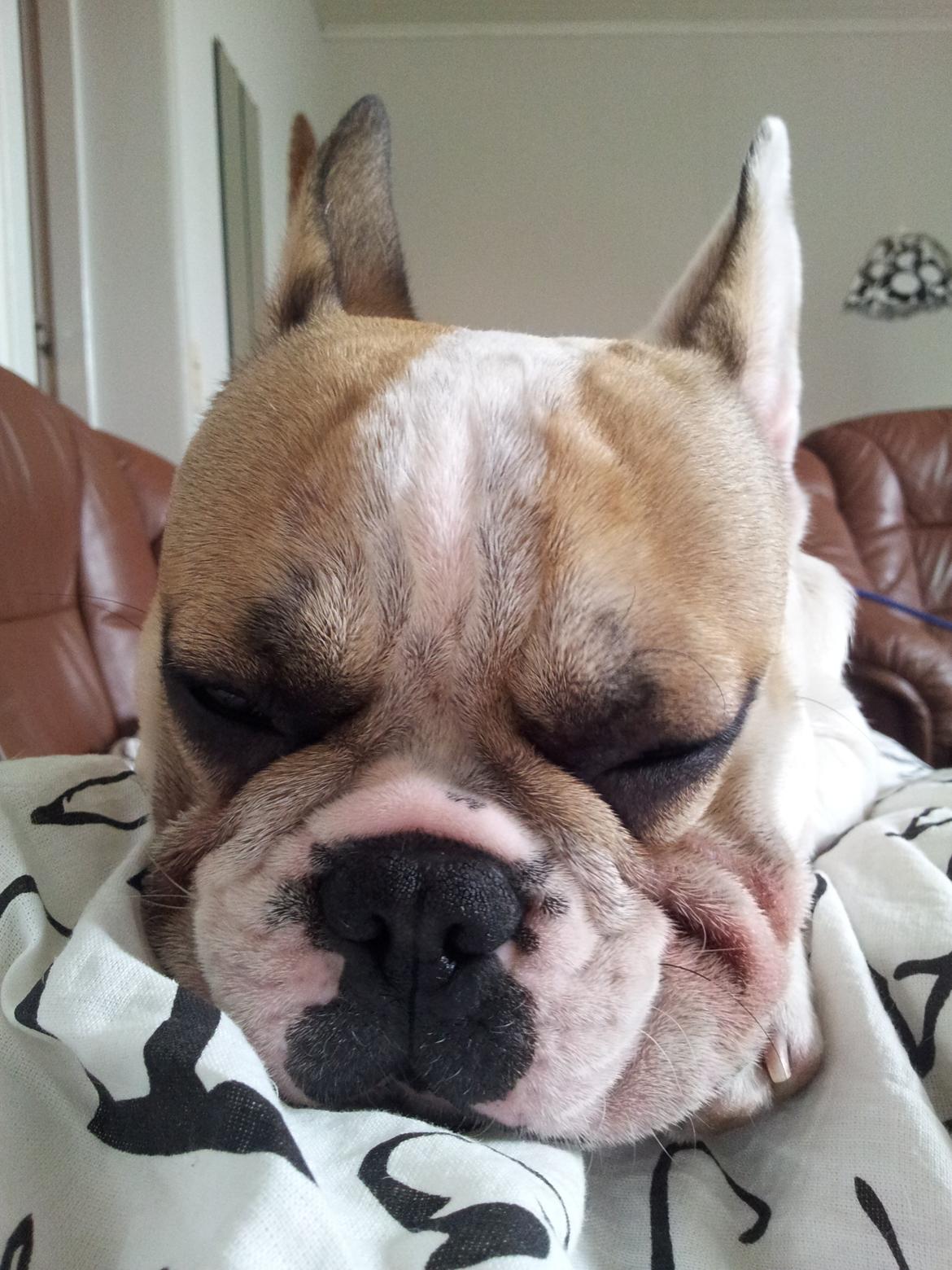 Fransk bulldog Rocco - Rocco 7 måneder billede 12