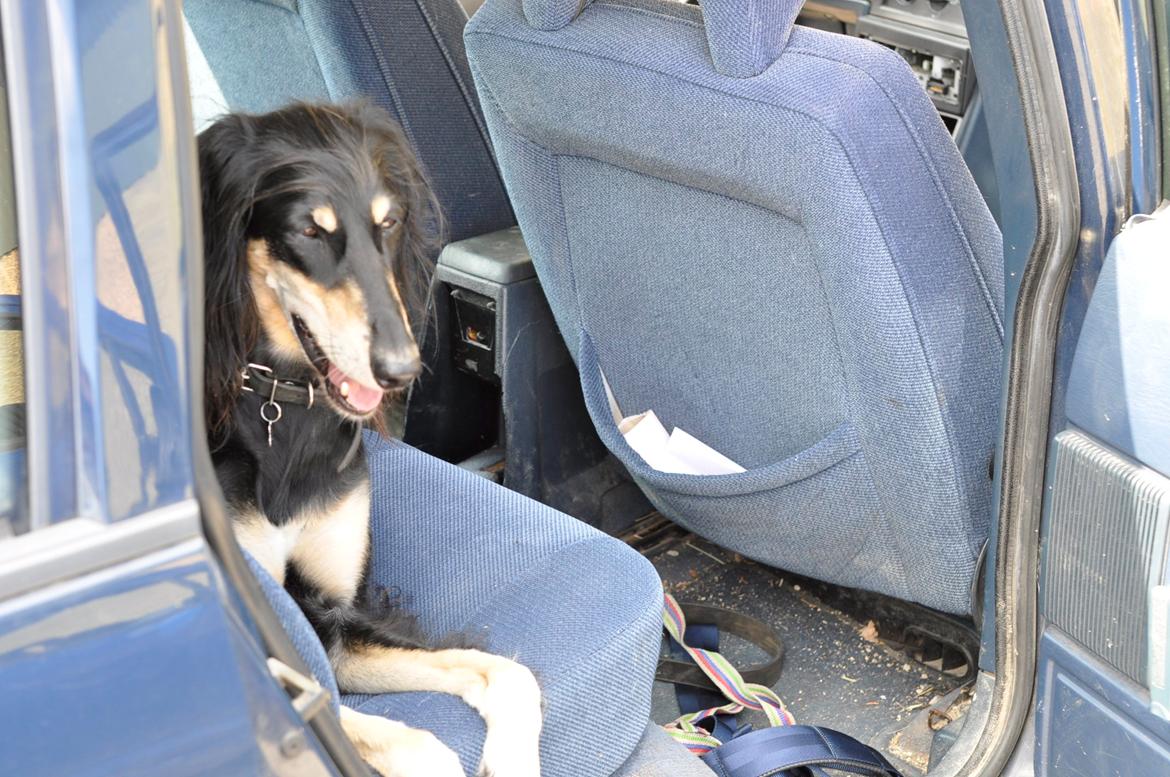 Saluki Kirman Arania - sexy :D billede 21