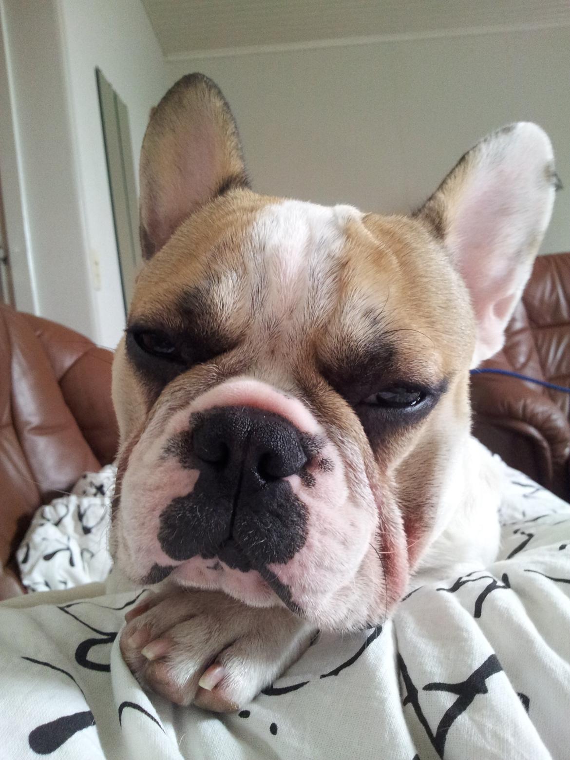 Fransk bulldog Rocco - Rocco 7 måneder billede 13