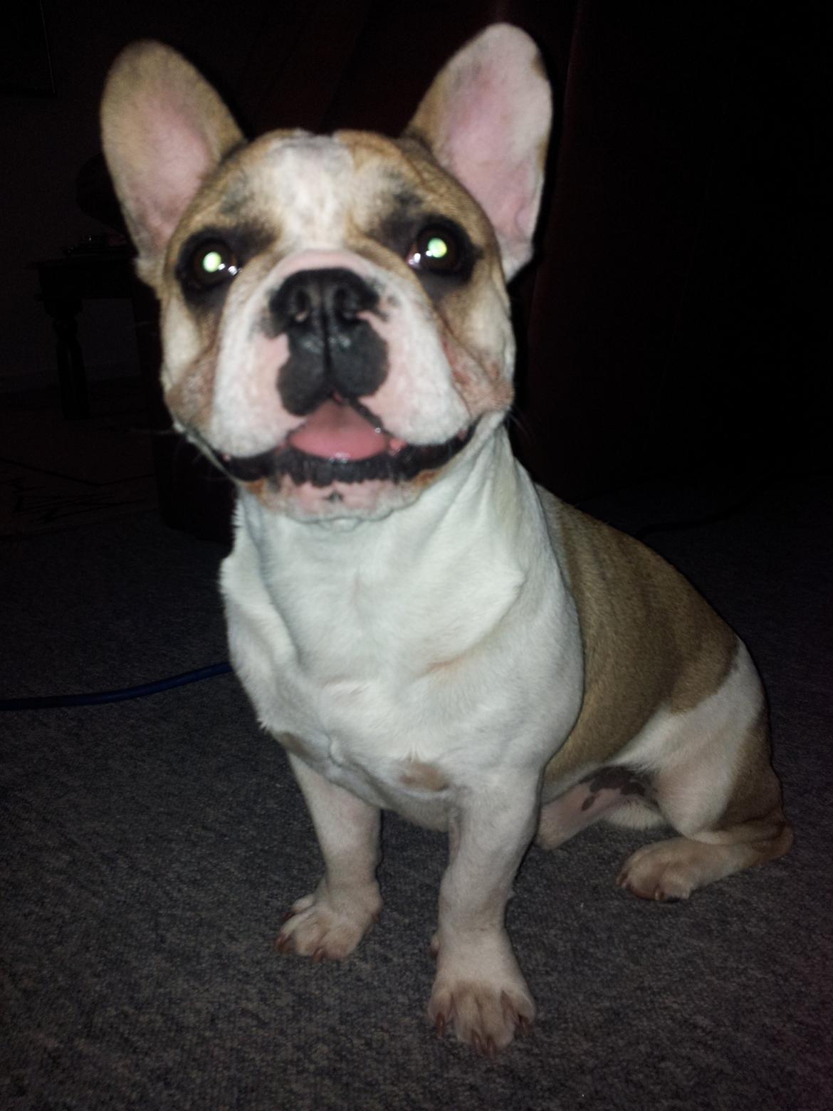 Fransk bulldog Rocco - Rocco 7 måneder billede 15