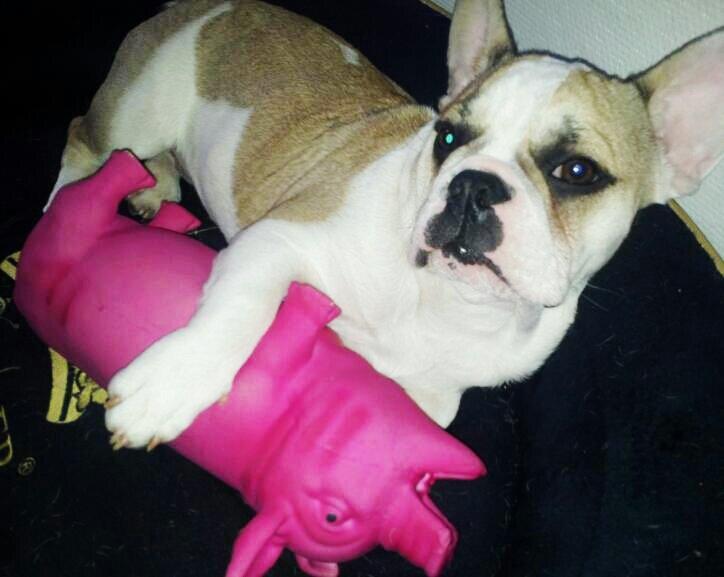 Fransk bulldog Rocco - Rocco 5 måneder billede 7