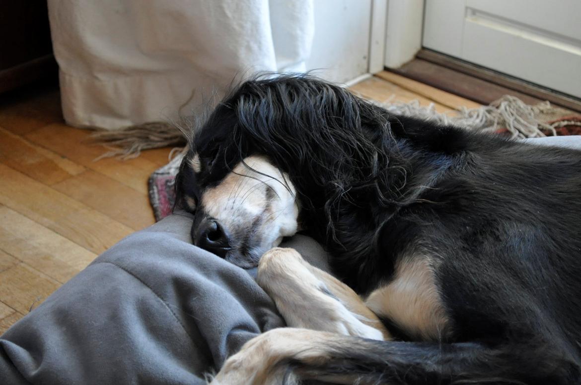 Saluki Kirman Arania billede 22