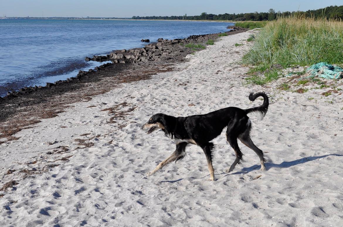 Saluki Kirman Arania billede 12