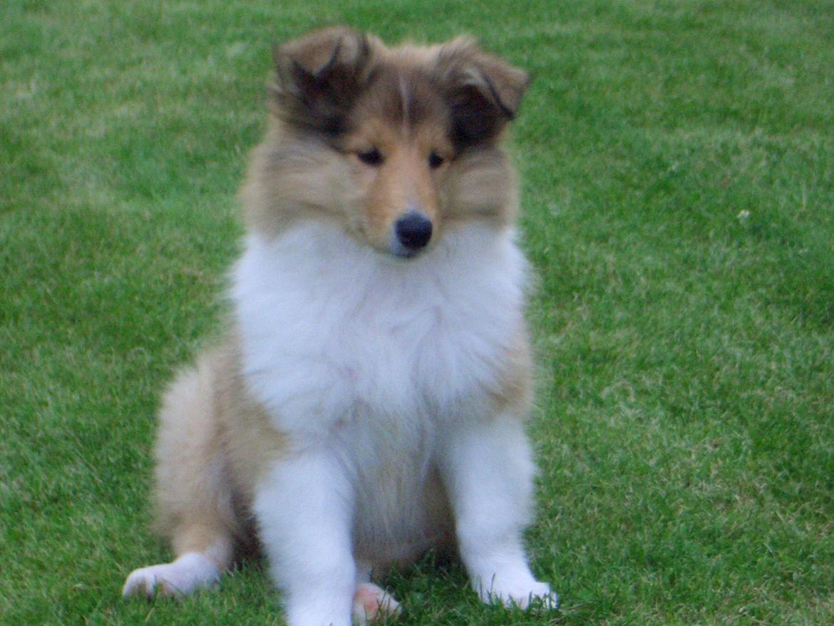 Collie langhåret Blanca - Blanca som Hvalp <3 billede 14