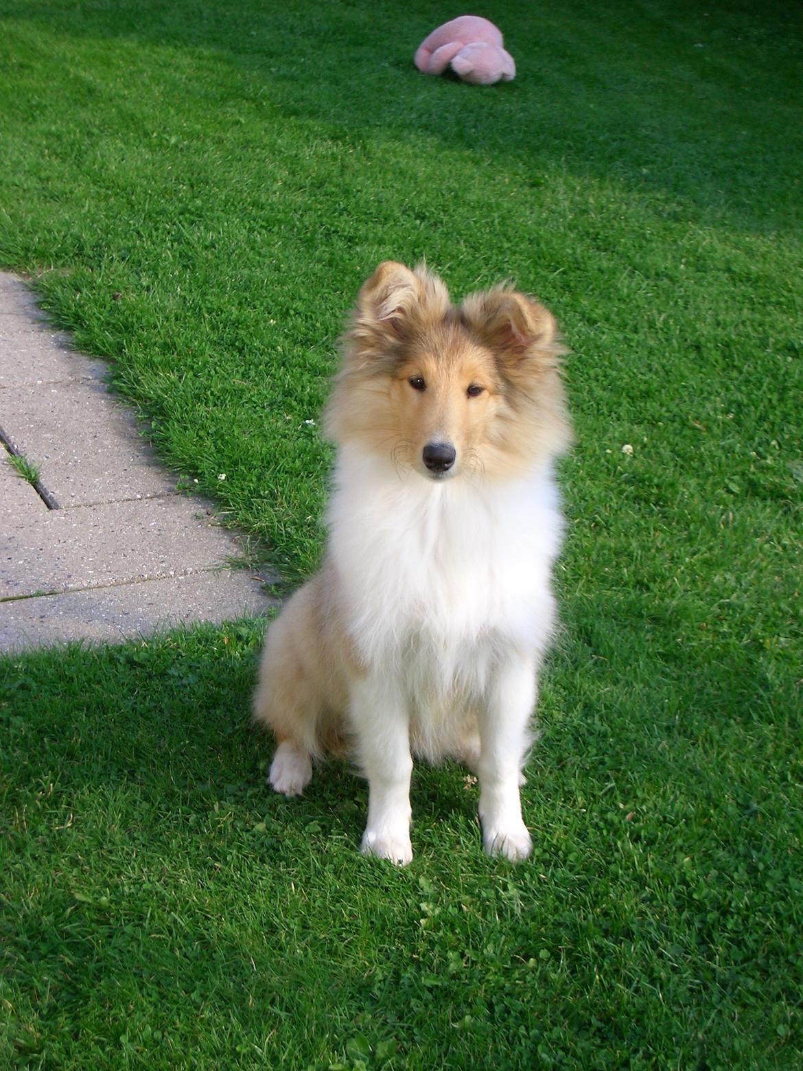 Collie langhåret Blanca - Blanca vokser hurtigt <3  billede 15