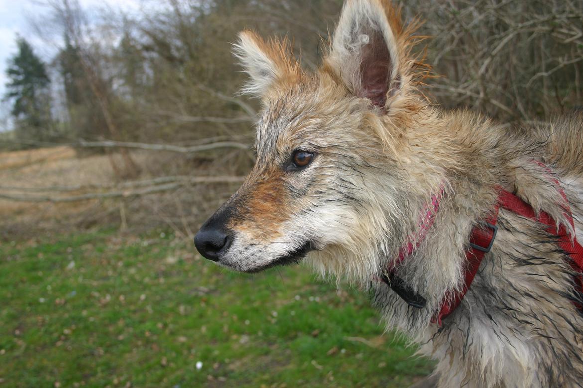 Tjekkoslovakisk ulvehund Aeika billede 11
