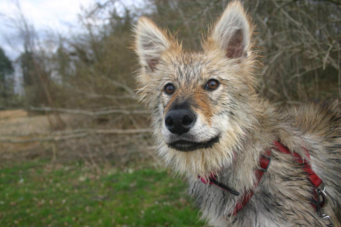 Tjekkoslovakisk ulvehund Aeika - 6 1/2 måned billede 1