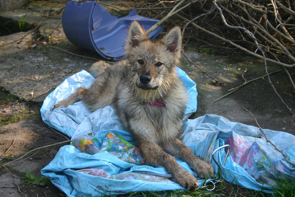 Tjekkoslovakisk ulvehund Aeika - 6 1/2 måned billede 2