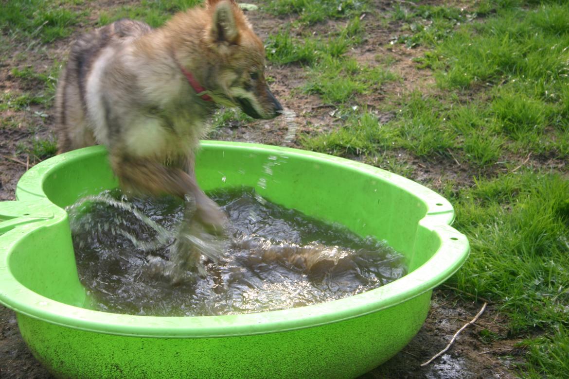 Tjekkoslovakisk ulvehund Aeika - Jeg elsker at lege i vand :) billede 12
