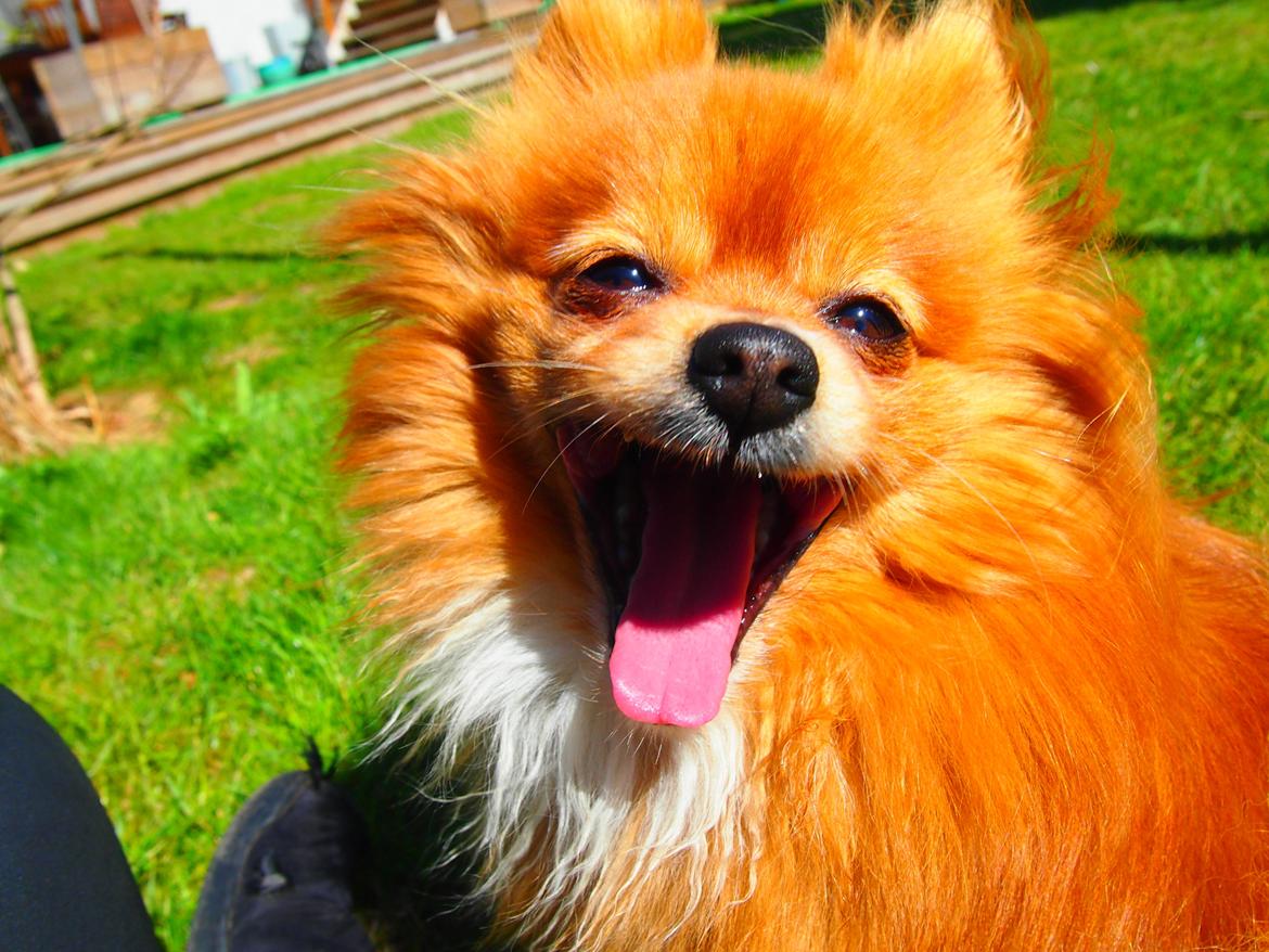 Pomeranian Daisy - Smil! billede 2