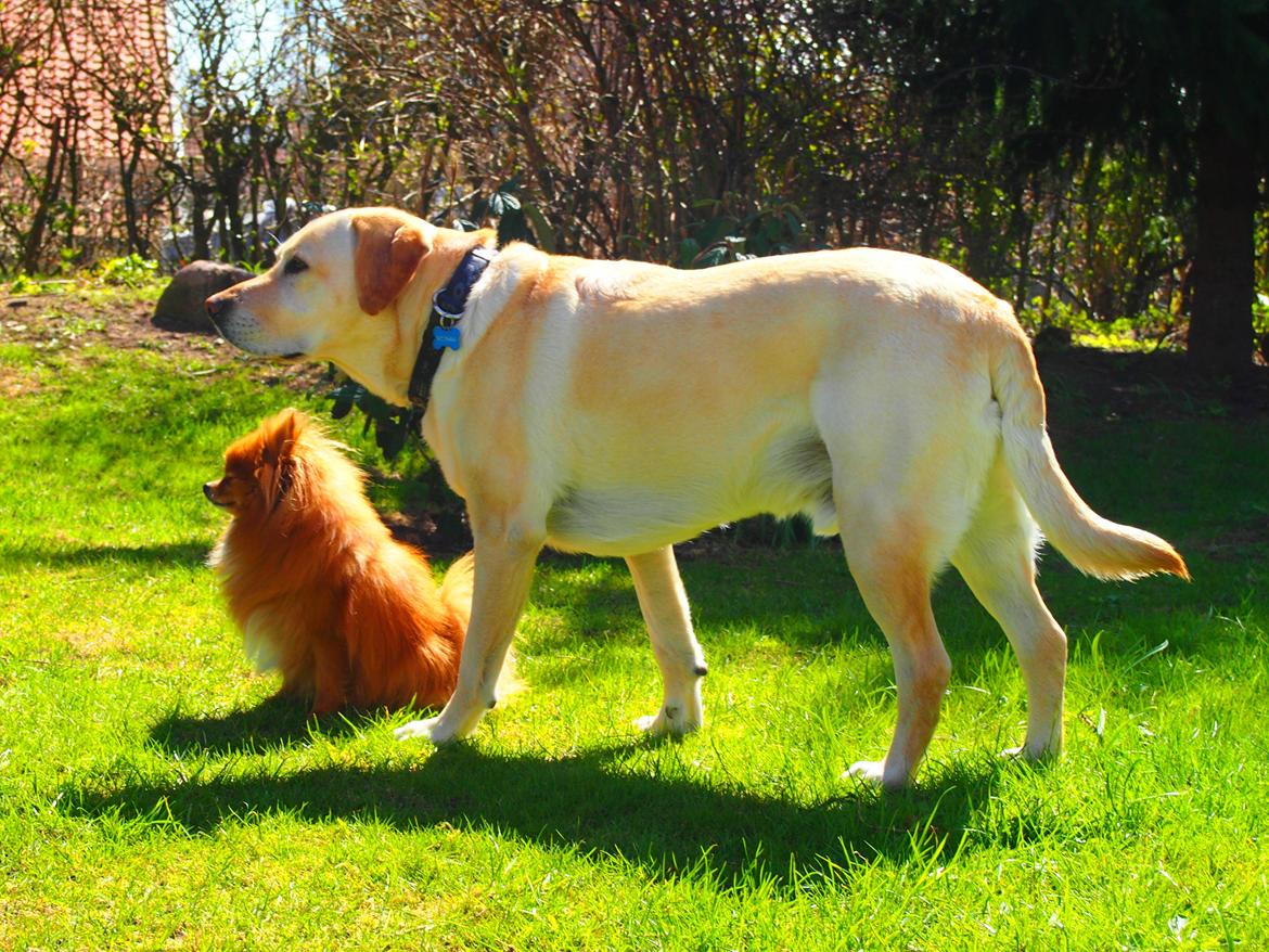 Pomeranian Daisy - Best friends billede 5