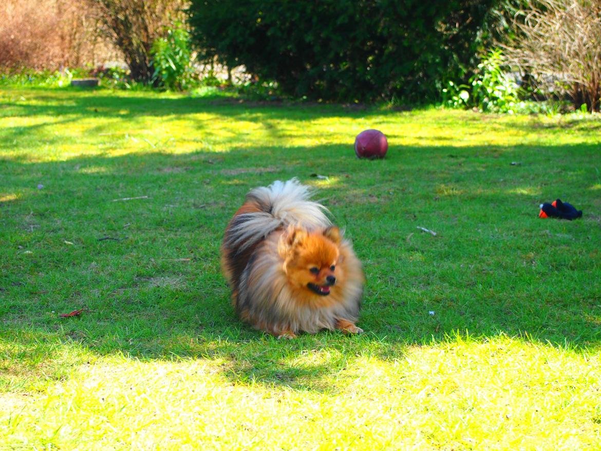 Pomeranian Feline billede 3