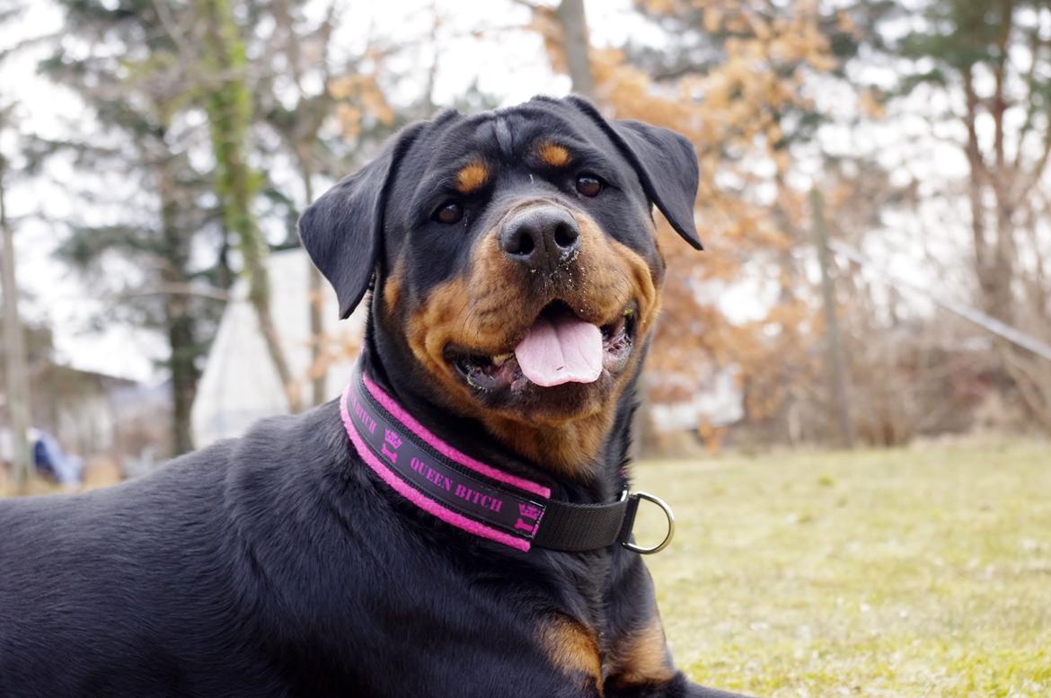 Rottweiler Vom Hause Wenorra Fadia - April 2013 billede 24