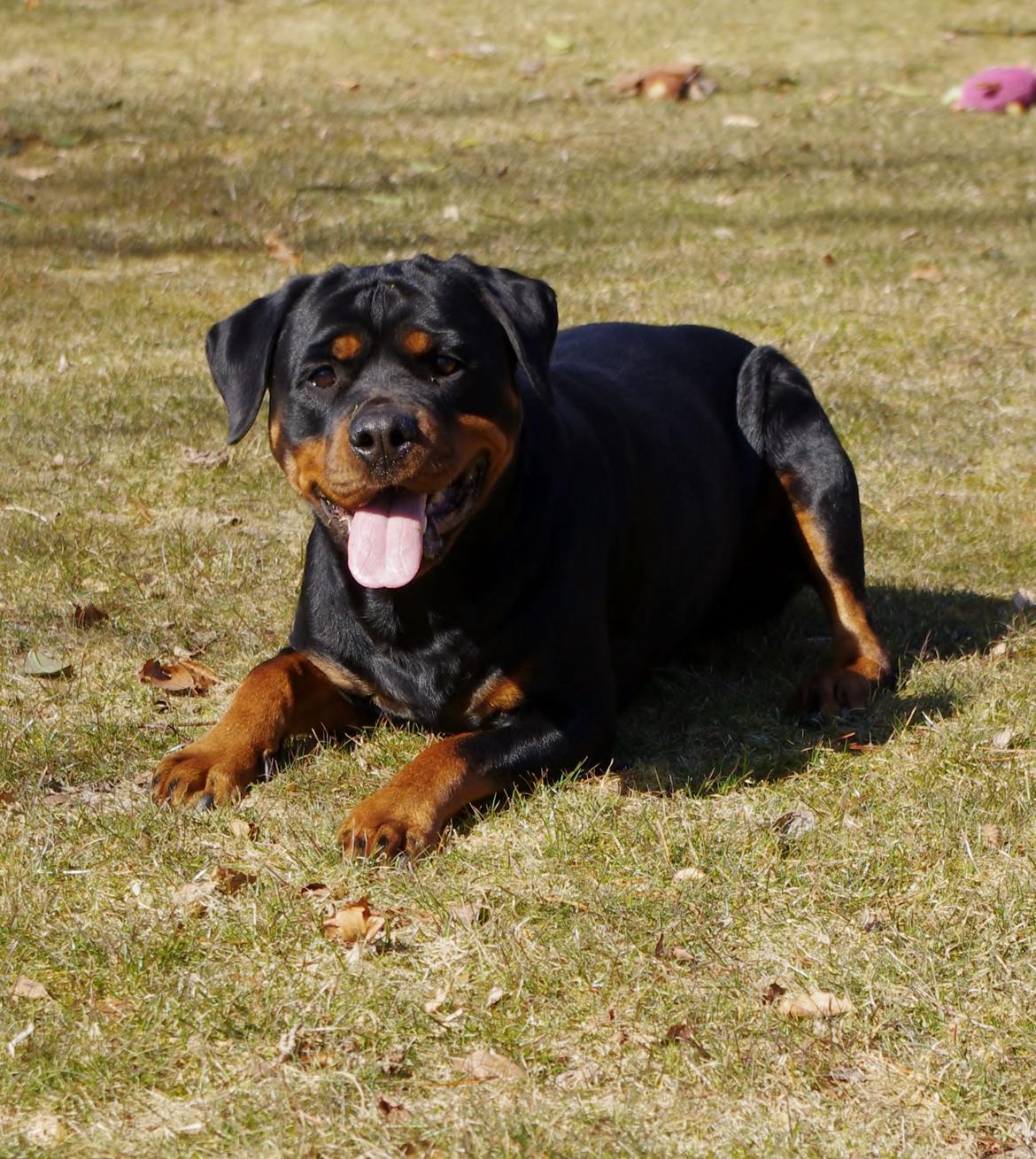 Rottweiler Vom Hause Wenorra Fadia - April 2013 billede 25