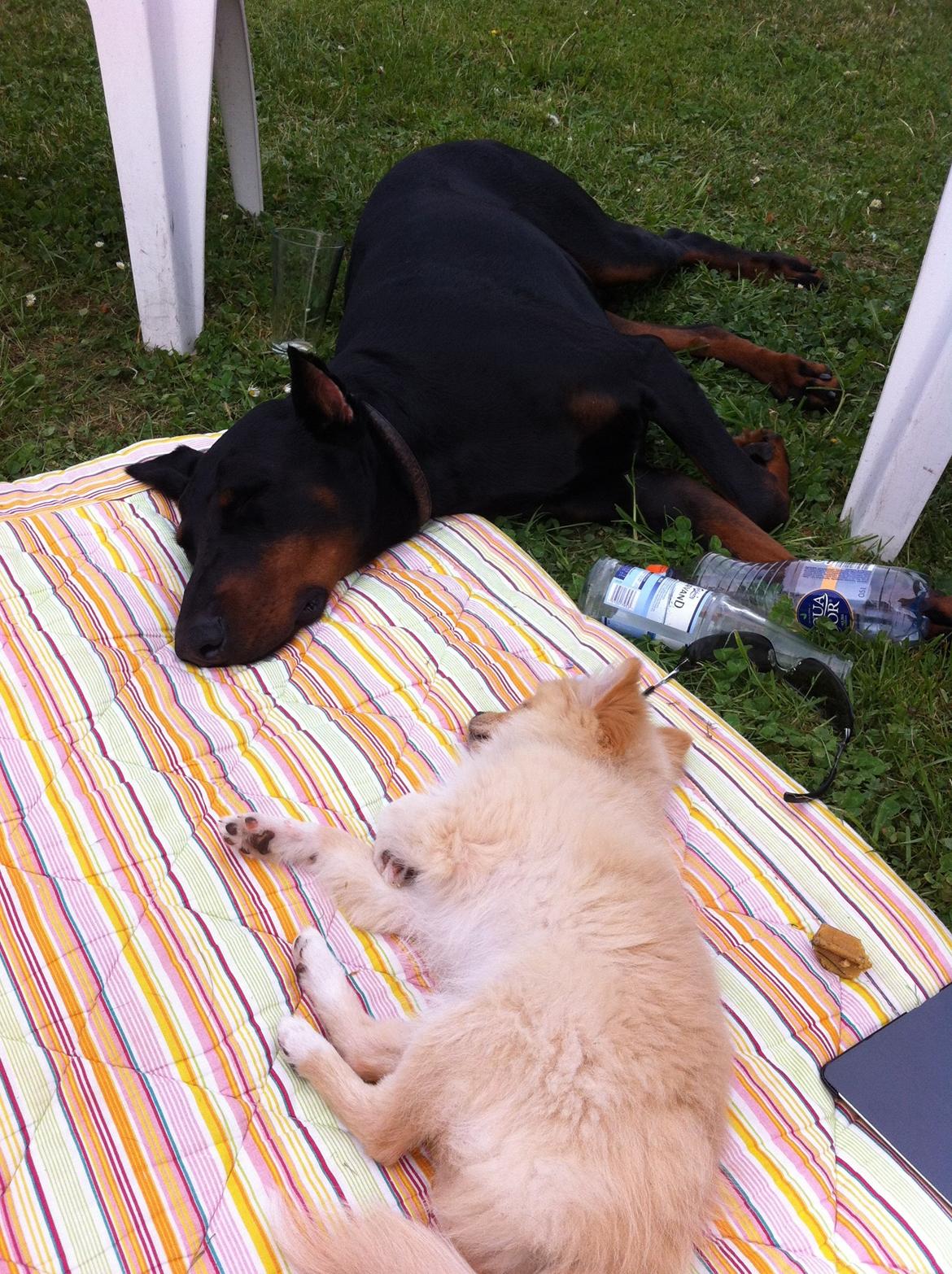 Dobermann Kull billede 2