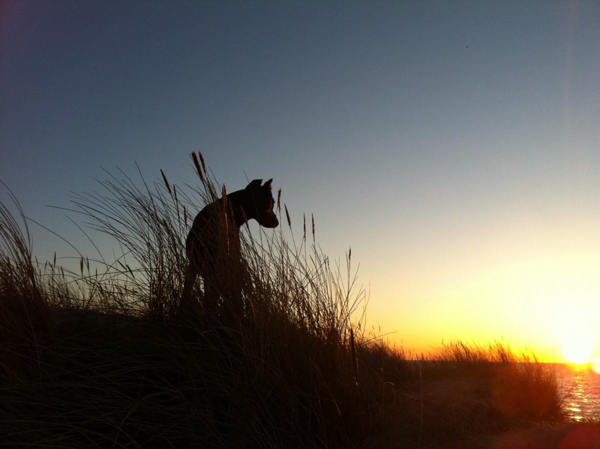 Dobermann Kull billede 4