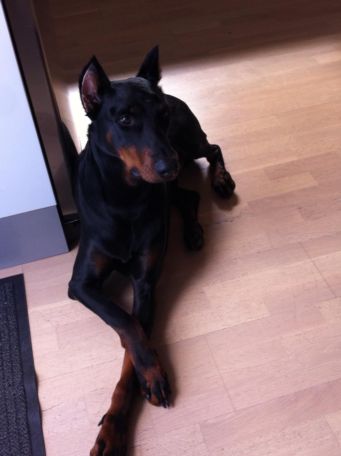 Dobermann Kull billede 6