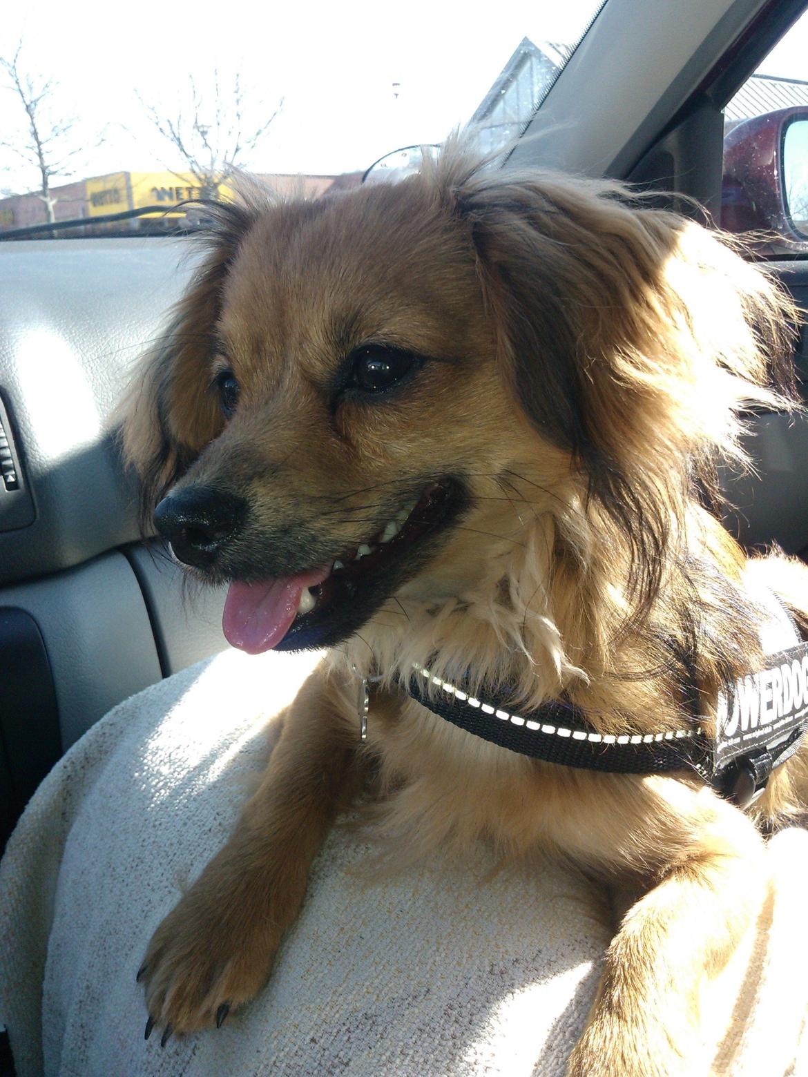 Blanding af racer Tumle billede 1