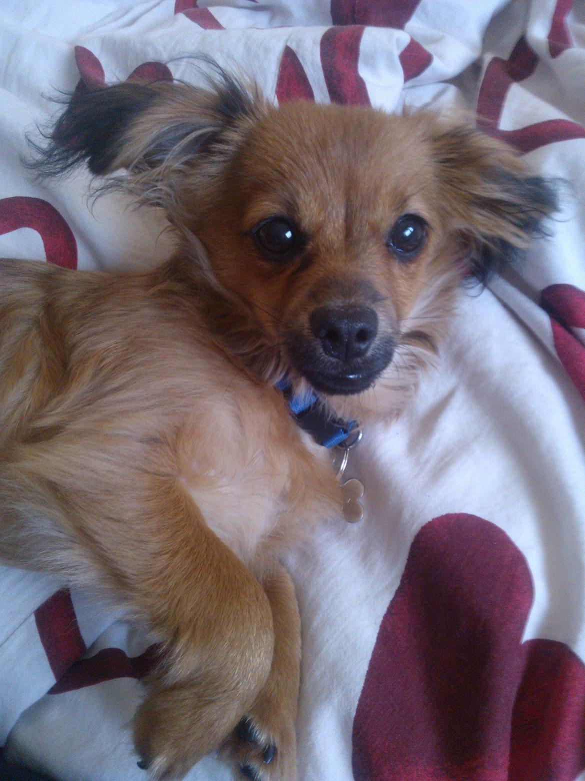 Blanding af racer Tumle billede 16