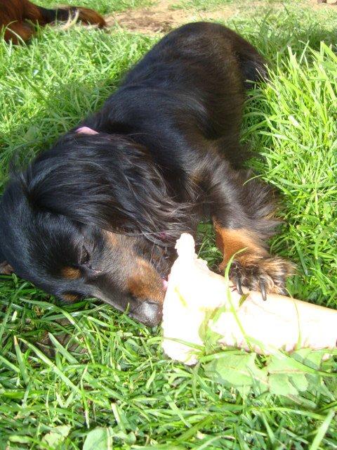 Miniature gravhund Jasmin billede 16