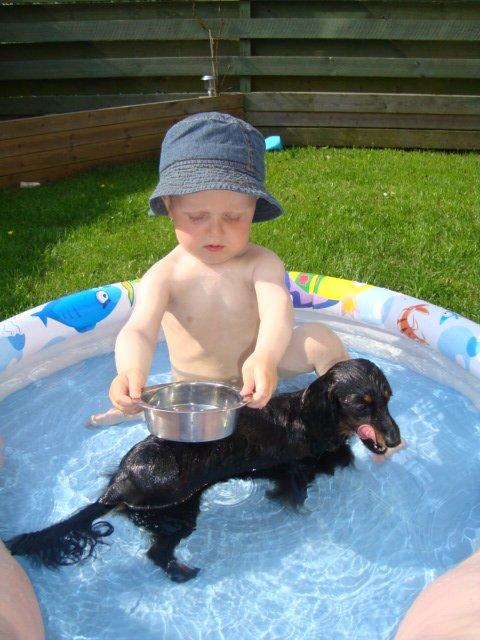 Miniature gravhund Jasmin billede 17