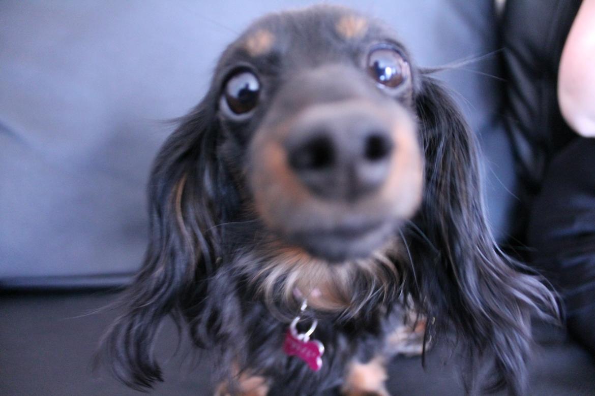 Miniature gravhund Jasmin billede 18