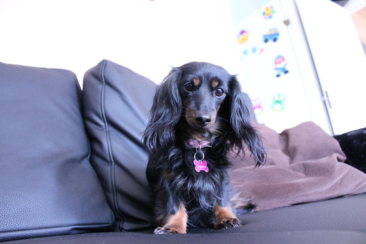 Miniature gravhund Jasmin billede 19