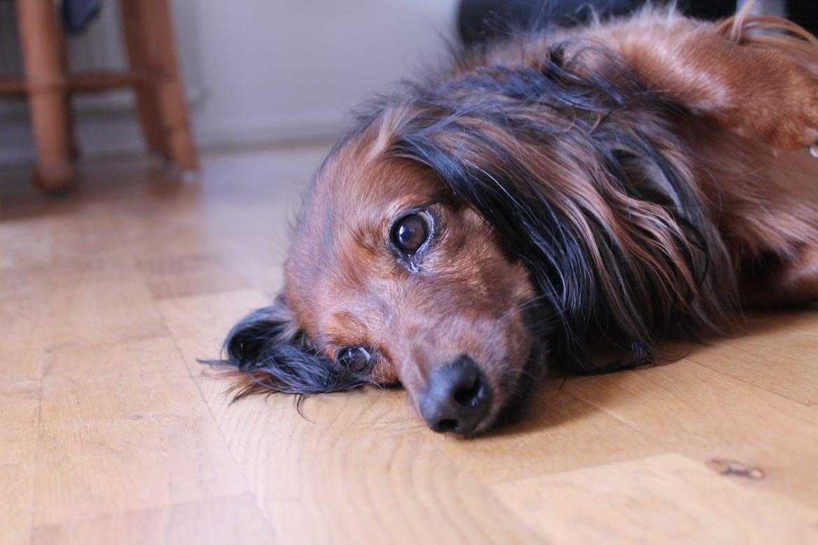 Dværggravhund King Kong billede 1