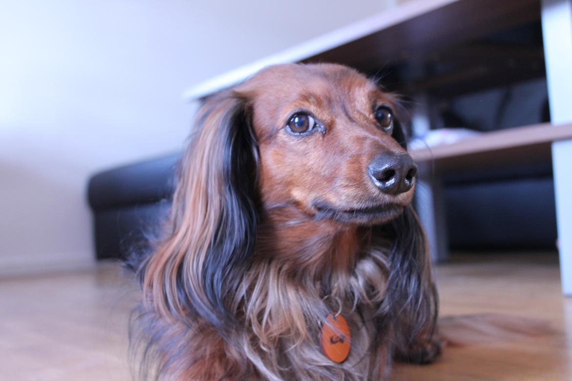 Dværggravhund King Kong billede 17