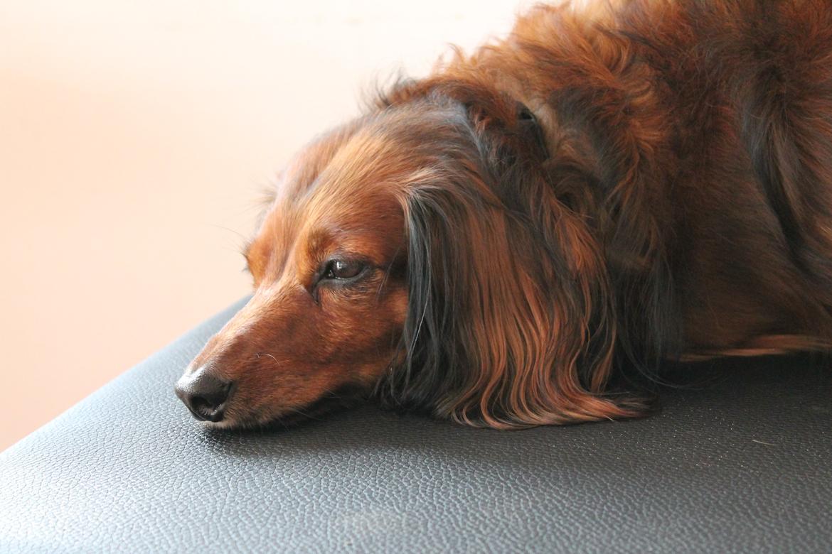 Dværggravhund King Kong billede 18