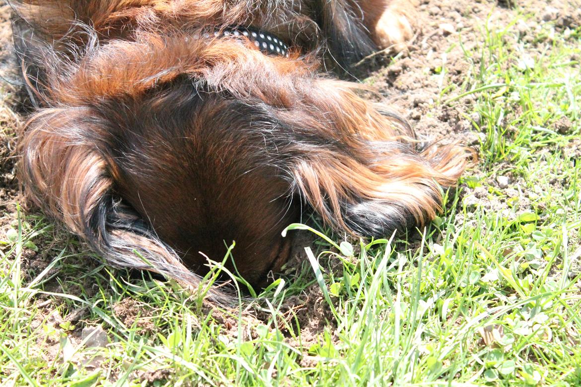 Dværggravhund King Kong billede 19