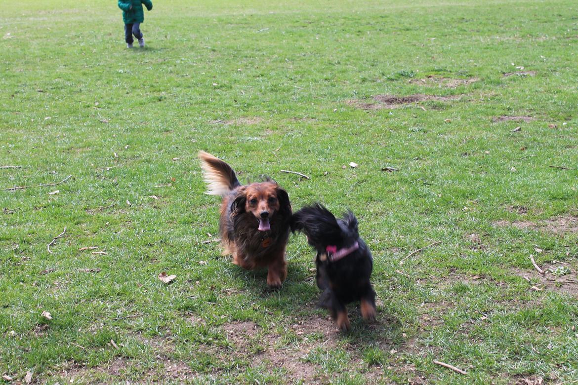 Dværggravhund King Kong billede 20