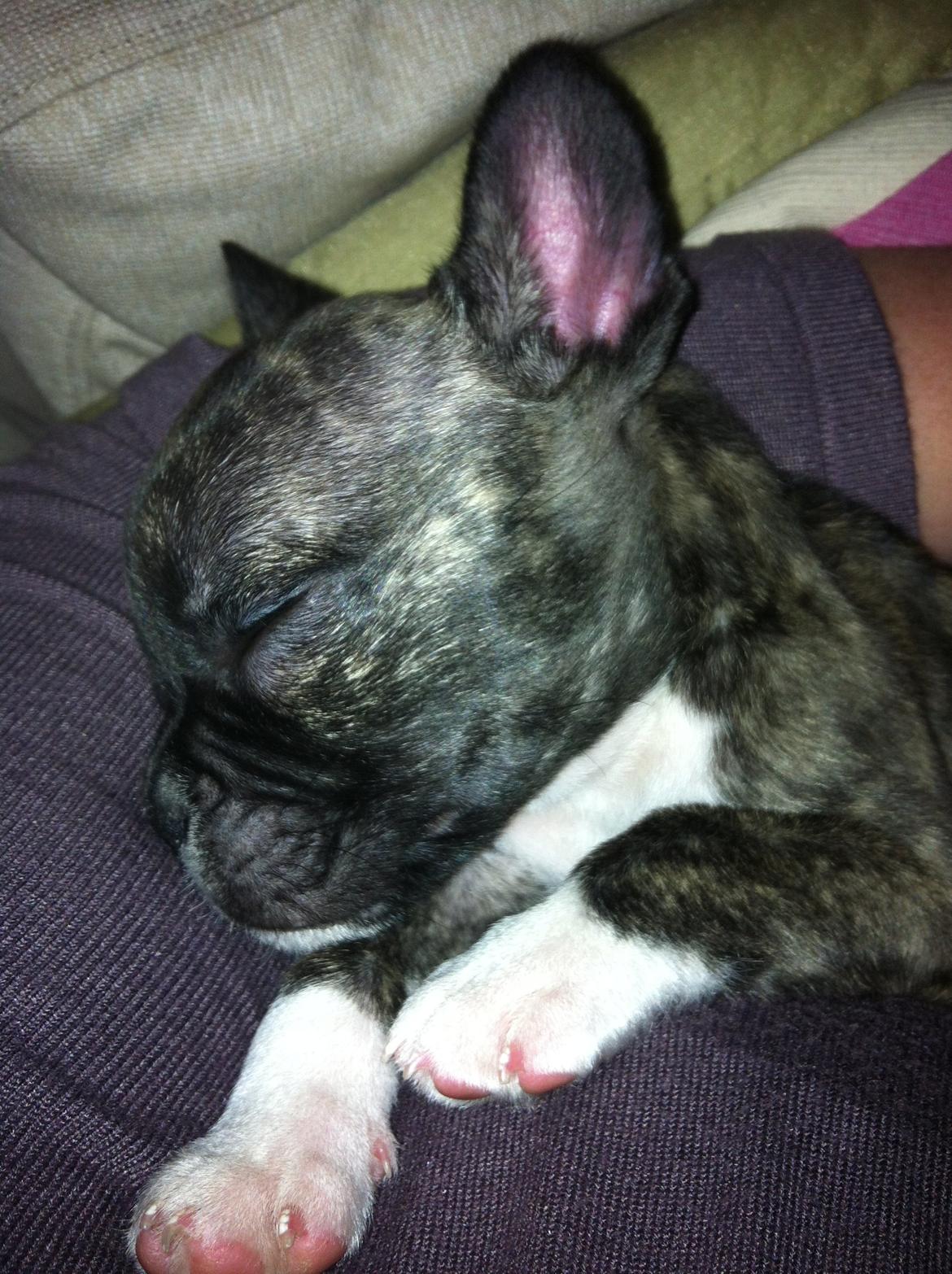 Fransk bulldog Penny billede 6