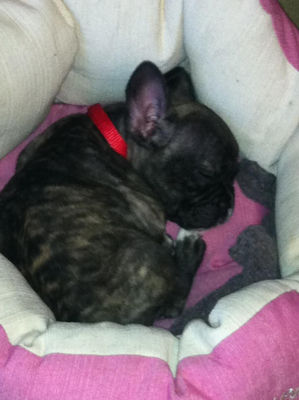Fransk bulldog Penny billede 3