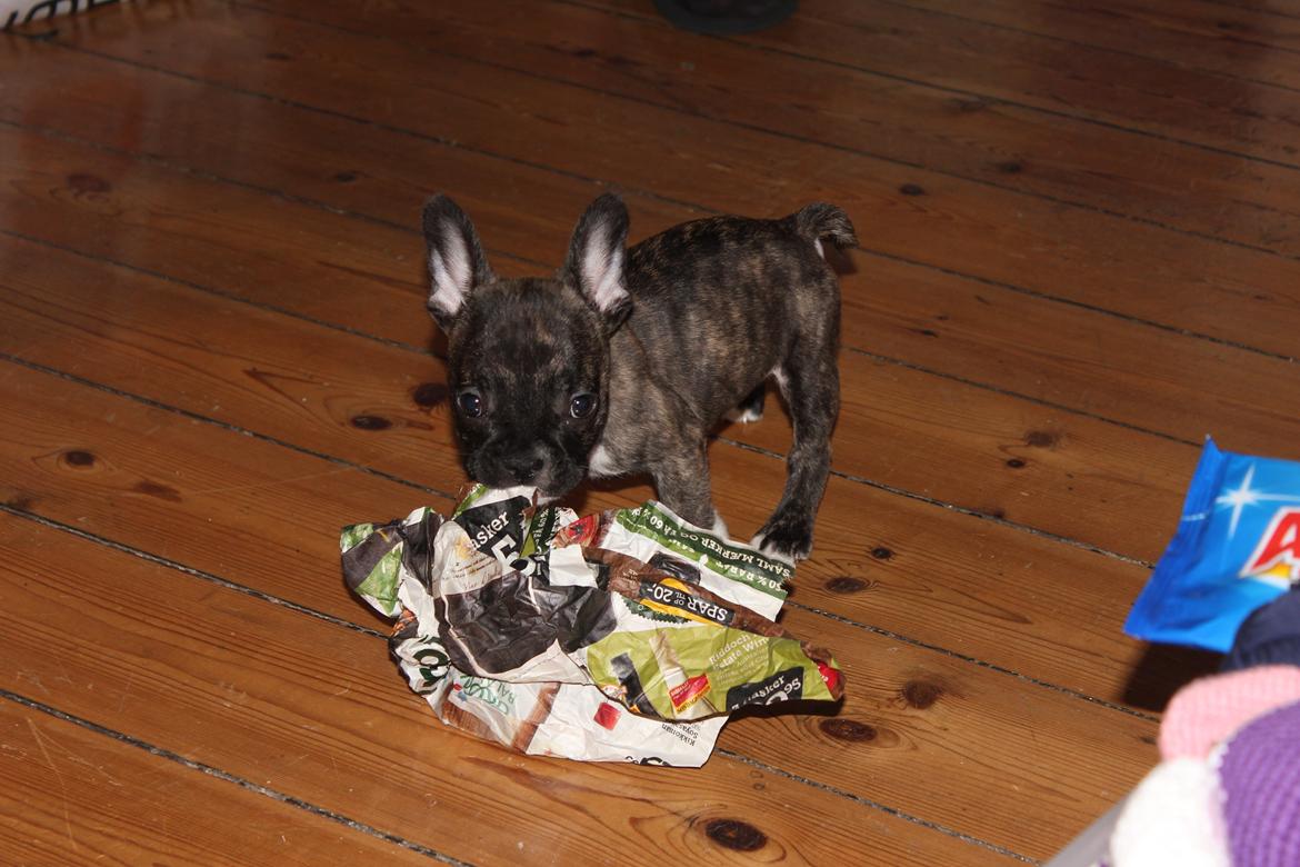 Fransk bulldog Penny billede 2