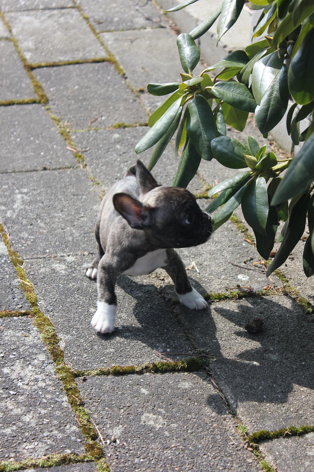 Fransk bulldog Penny billede 4