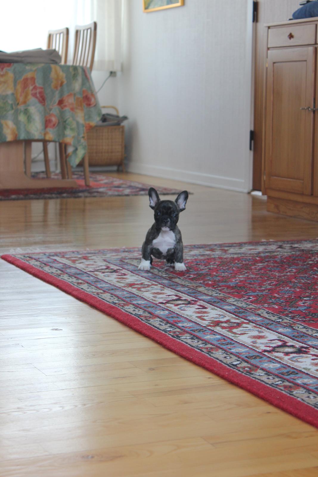 Fransk bulldog Penny billede 5