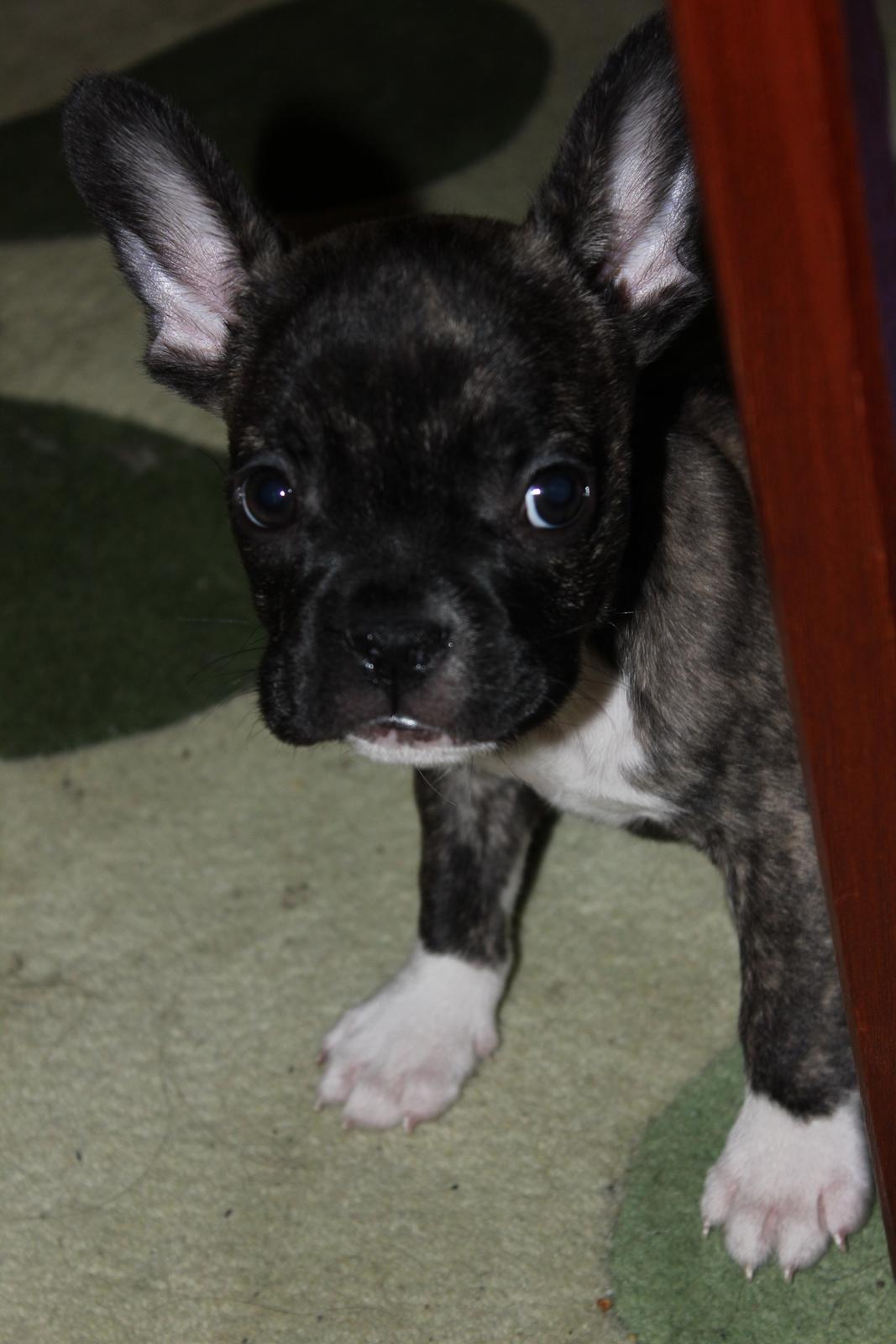 Fransk bulldog Penny billede 1