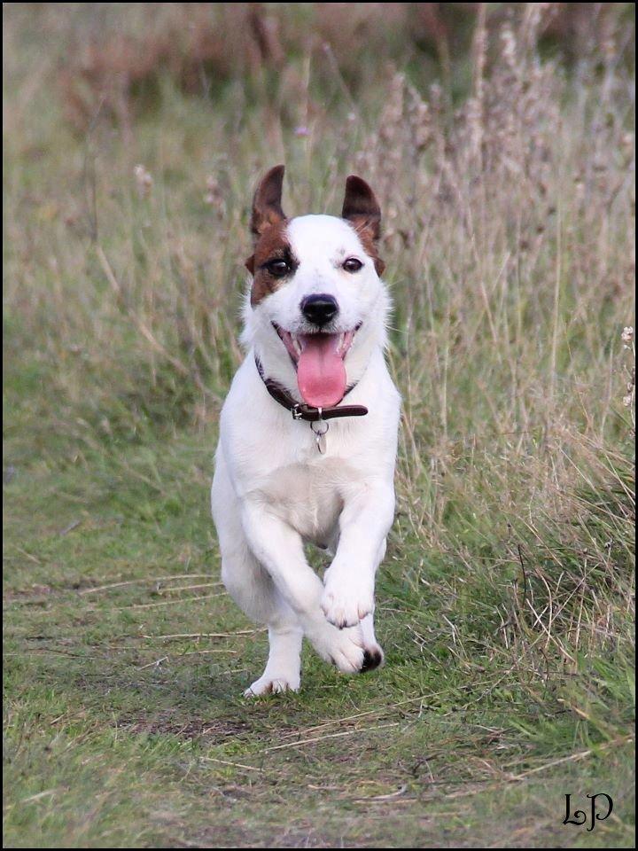 Jack russell terrier Cully - Venligst udlånt af Luna Pellardi www.amys-choice.dk billede 6