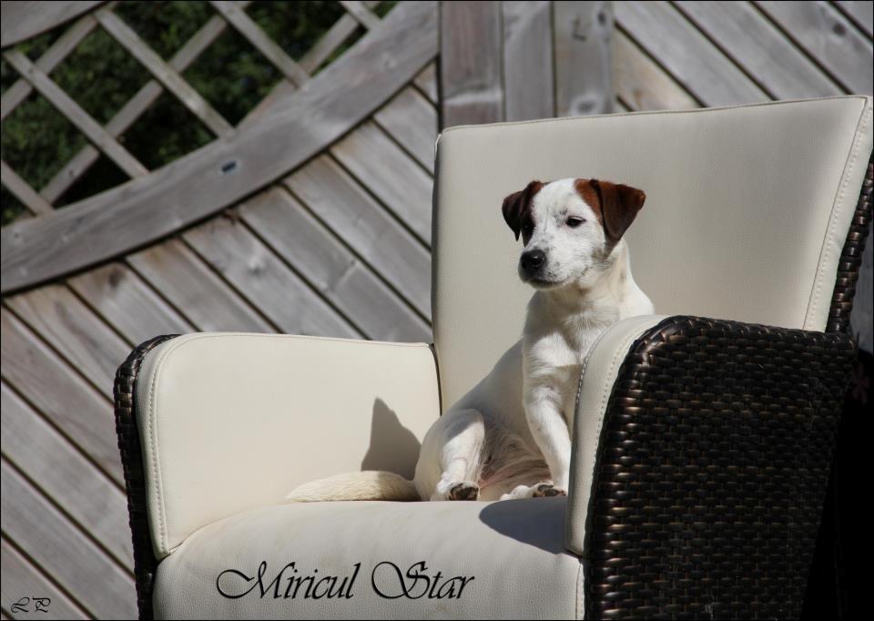 Jack russell terrier Cully - Venligst udlånt af Luna Pellardi www.amys-choice.dk billede 7