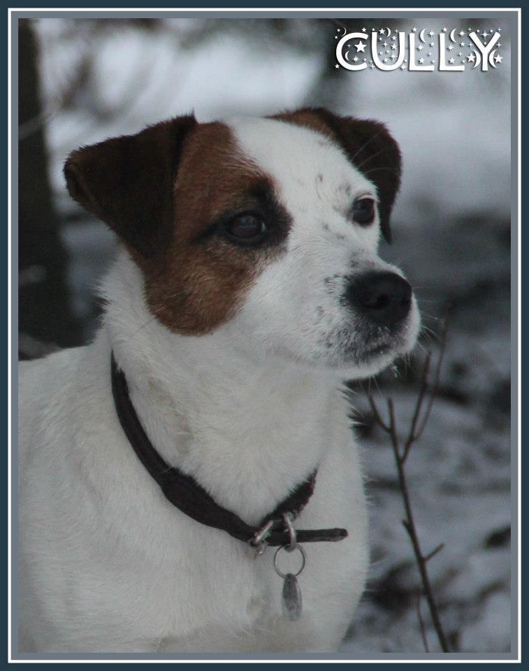 Jack russell terrier Cully - Venligst udlånt af Luna Pellardi www.amys-choice.dk billede 8