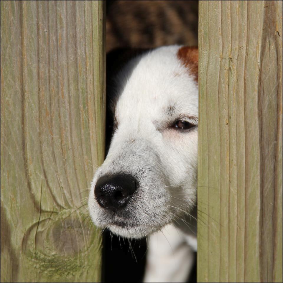 Jack russell terrier Cully - Venligst udlånt af Luna Pellardi www.amys-choice.dk billede 9