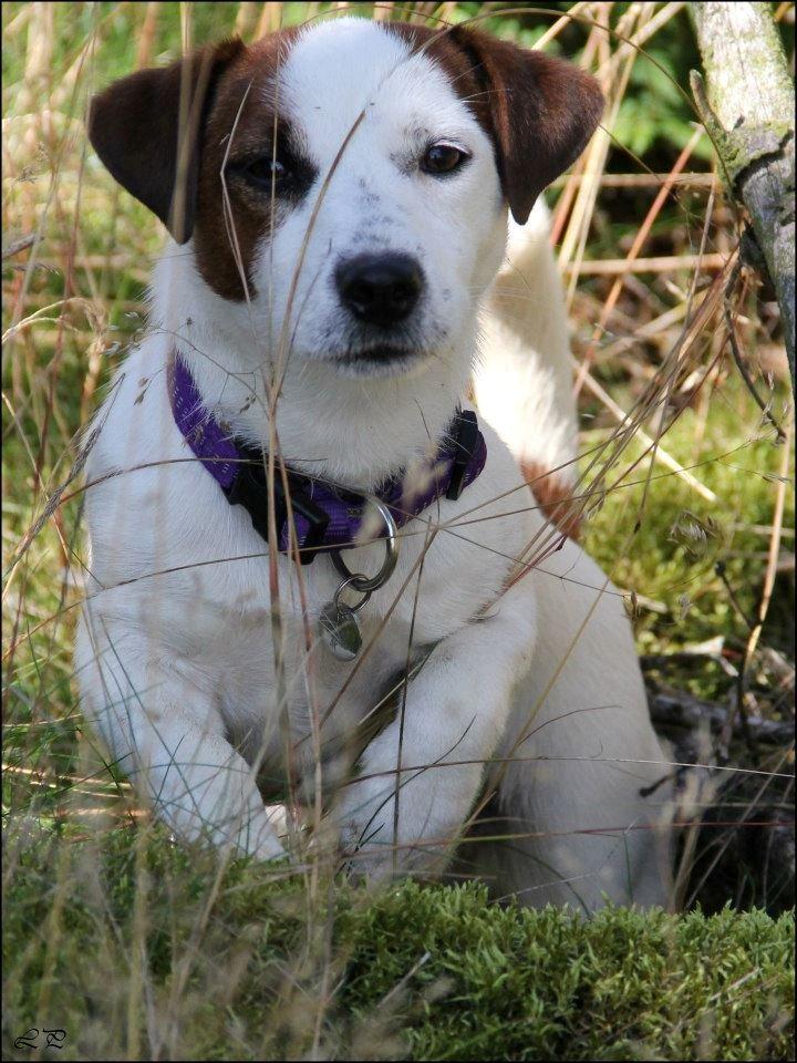 Jack russell terrier Cully - Venligst udlånt af Luna Pellardi www.amys-choice.dk billede 10