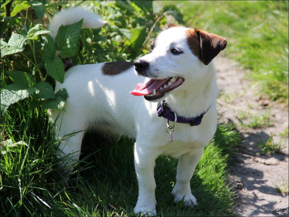 Jack russell terrier Cully - Venligst udlånt af Luna Pellardi www.amys-choice.dk billede 11