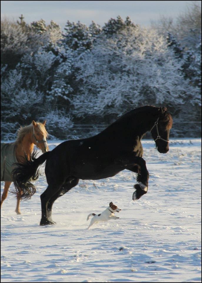 Jack russell terrier Cully - Venligst udlånt af Luna Pellardi www.amys-choice.dk billede 12