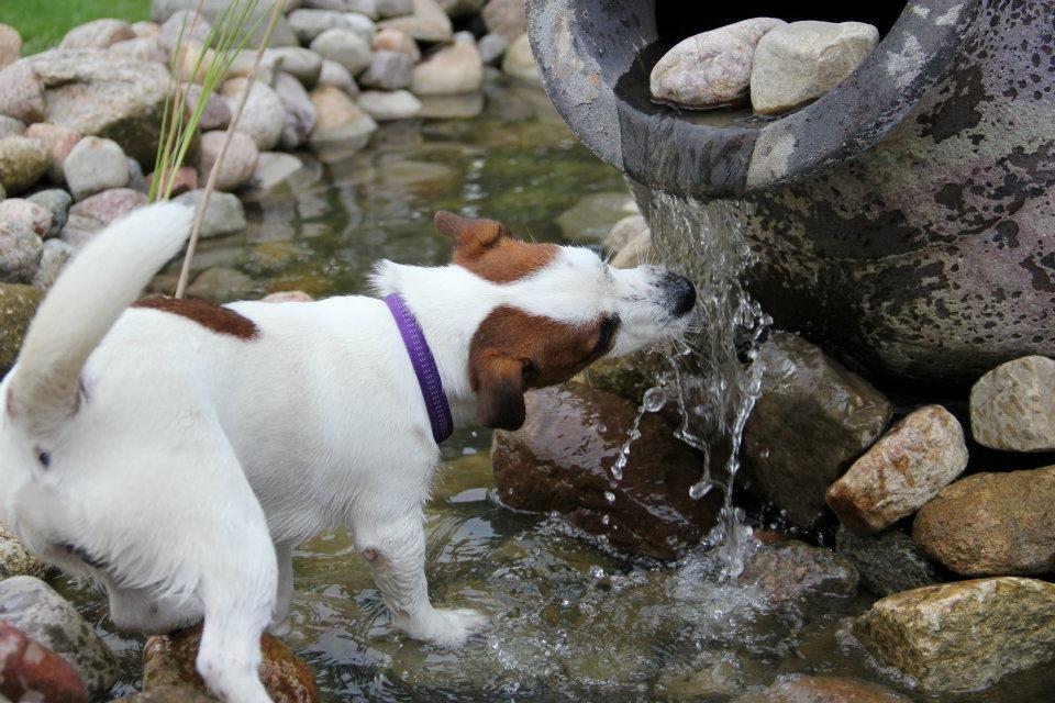 Jack russell terrier Cully - Venligst udlånt af Luna Pellardi www.amys-choice.dk billede 13