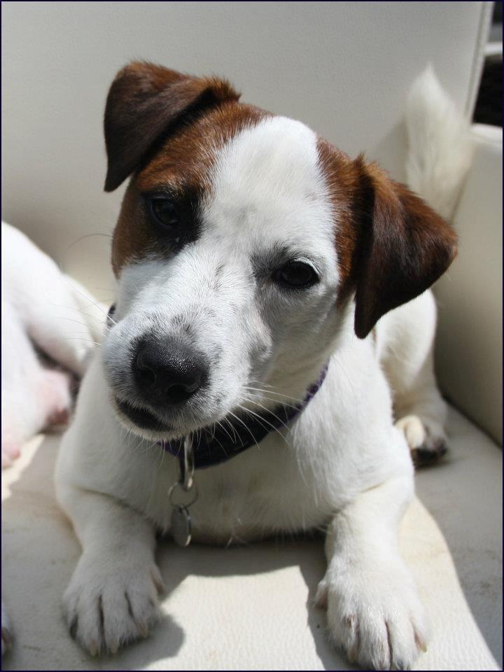 Jack russell terrier Cully - Venligst udlånt af Luna Pellardi www.amys-choice.dk billede 2