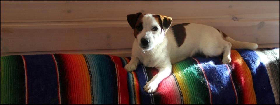 Jack russell terrier Cully - Venligst udlånt af Luna Pellardi www.amys-choice.dk billede 14