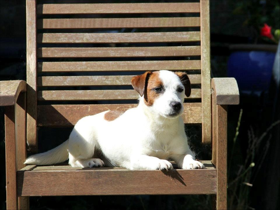 Jack russell terrier Cully - Venligst udlånt af Luna Pellardi www.amys-choice.dk billede 15
