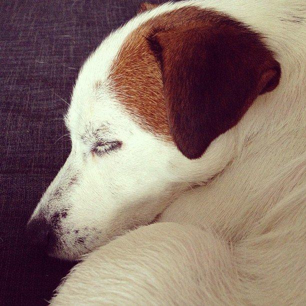 Jack russell terrier Cully billede 16